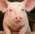 Amy Fults Jordan's profile image