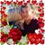 Kelli Sullivan's profile image