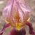 Lisa York Green's profile image