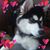 Linda Champagne's profile image