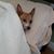 Andrea Picanzo Linscott's profile image
