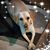 Carol Waldorf Gerling's profile image