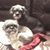 Denise Hughes Searcy's profile image