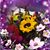 Ruth Nickerson's profile image