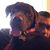 Austin Olesak's profile image