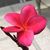 Rachana Upadhyaya's profile image