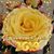 Joan Berthiaume Reiman's profile image