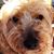 Deanne Horangic Corcoran's profile image