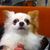 Le Tung's profile image
