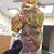 Jeweled Locs's profile image