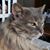 Renee Lakey's profile image