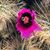 Terri Adams's profile image