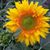 Susan Lasch's profile image