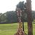 Gretchen Graff's profile image