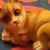 Suzanne Renee Gruber's profile image