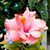 Dawn Miller's profile image