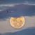 Marcelle Hoff's profile image