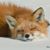 Todd Pasley's profile image