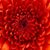 Disha Dar's profile image