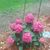 Nichole Harrington's profile image
