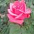 Rose Wilder's profile image