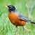 Robin J Depathy Liapis's profile image