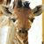 Ashley Timberson's profile image