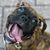 Russell Bagon's profile image