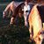 Cindy Bretzke-McIntyre's profile image