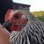 Mieke Hoock's profile image