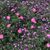 Joyce E. Young's profile image