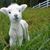 Nancy Maiden Shattuck's profile image