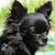 Sue Licht's profile image