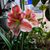 Marcia Tetley's profile image