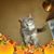 Vicki Rust Stephens's profile image