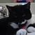 Sandy Morris's profile image