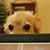 Lisa Pritchett's profile image