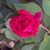 Lori Lucas's profile image