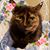 Lynnette Dent's profile image