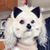 Lisa Marinucci's profile image
