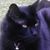 Edie Curtis-Haralambis's profile image