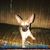 Eva Torres's profile image