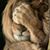 Lesa Rhodes's profile image