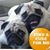 Amy Rosenthal Seiden's profile image