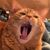 Shauna Donatell's profile image