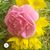 Lori Guffey's profile image