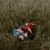 Roxanne Uribe Baca's profile image