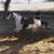 Jennifer LaMaire's profile image