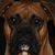 Cheryl Idone's profile image