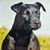 Sheree Sanchez's profile image